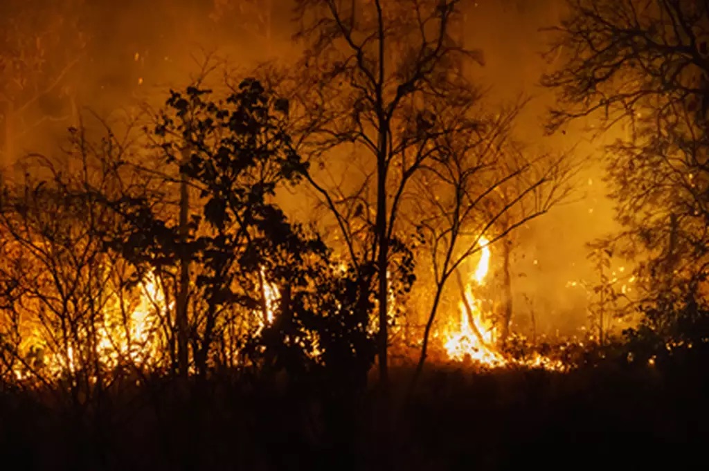 PARANAÍBA: Justiça condena Arauco a indenizar trabalhador exposto a incêndios sem proteção